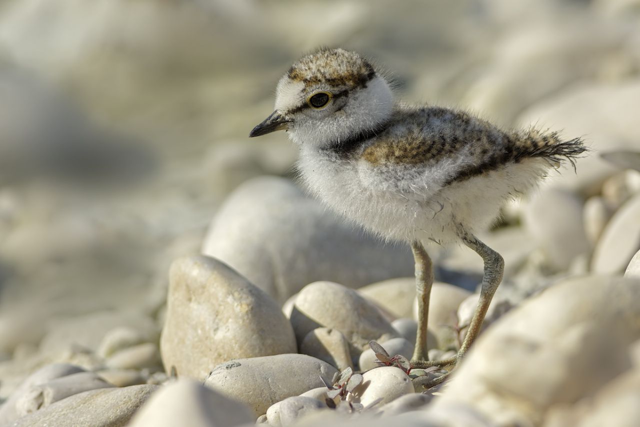 Piccolo di Corriere piccolo (Charadrius dubius)